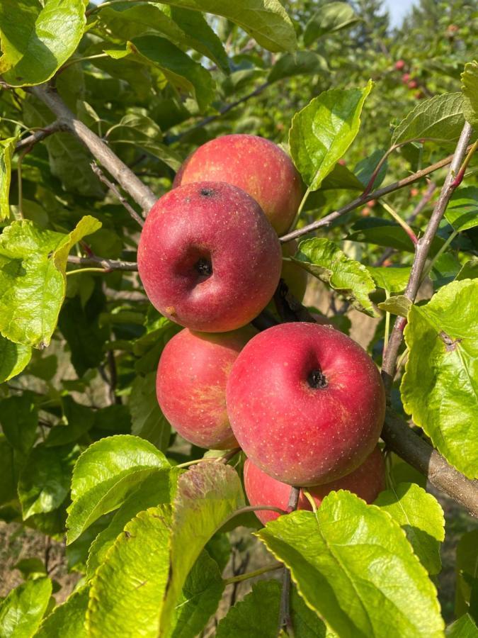 Manoir De La Blonnerie Panzió Vellèches Kültér fotó