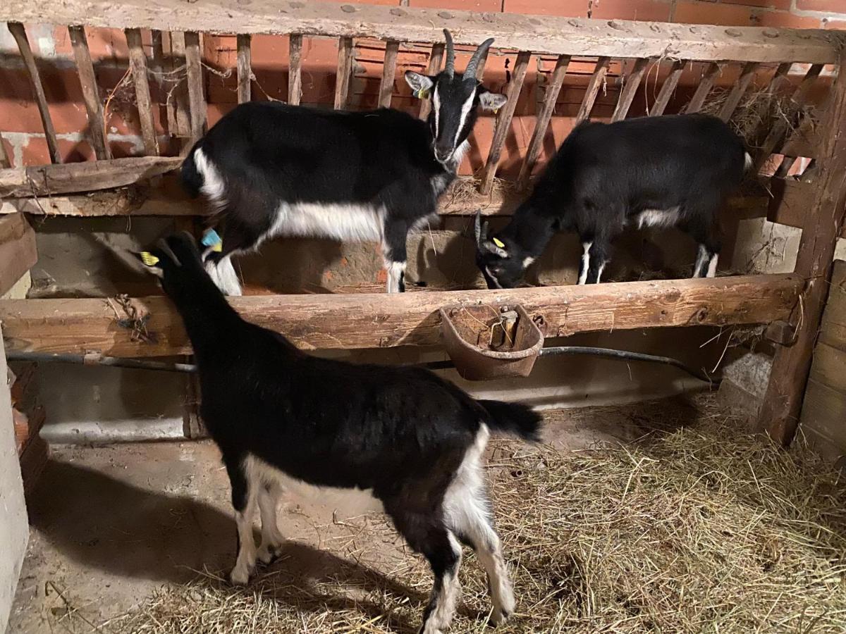 Manoir De La Blonnerie Panzió Vellèches Kültér fotó