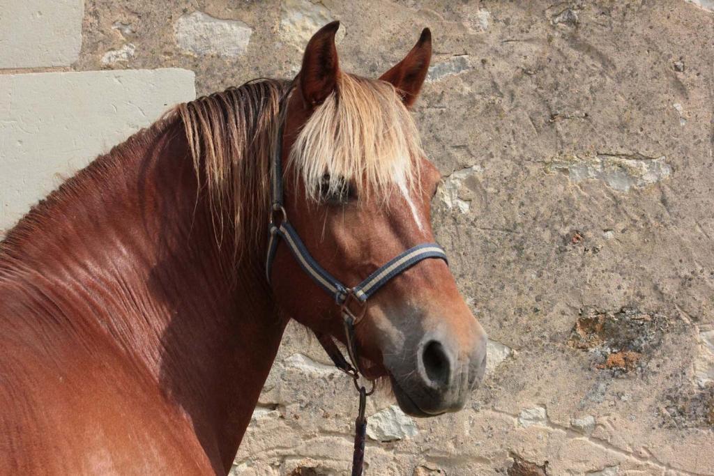 Manoir De La Blonnerie Panzió Vellèches Kültér fotó